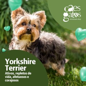 Yorkshire Terrier | Ativos, repletos de vida, afetuosos e corajosos