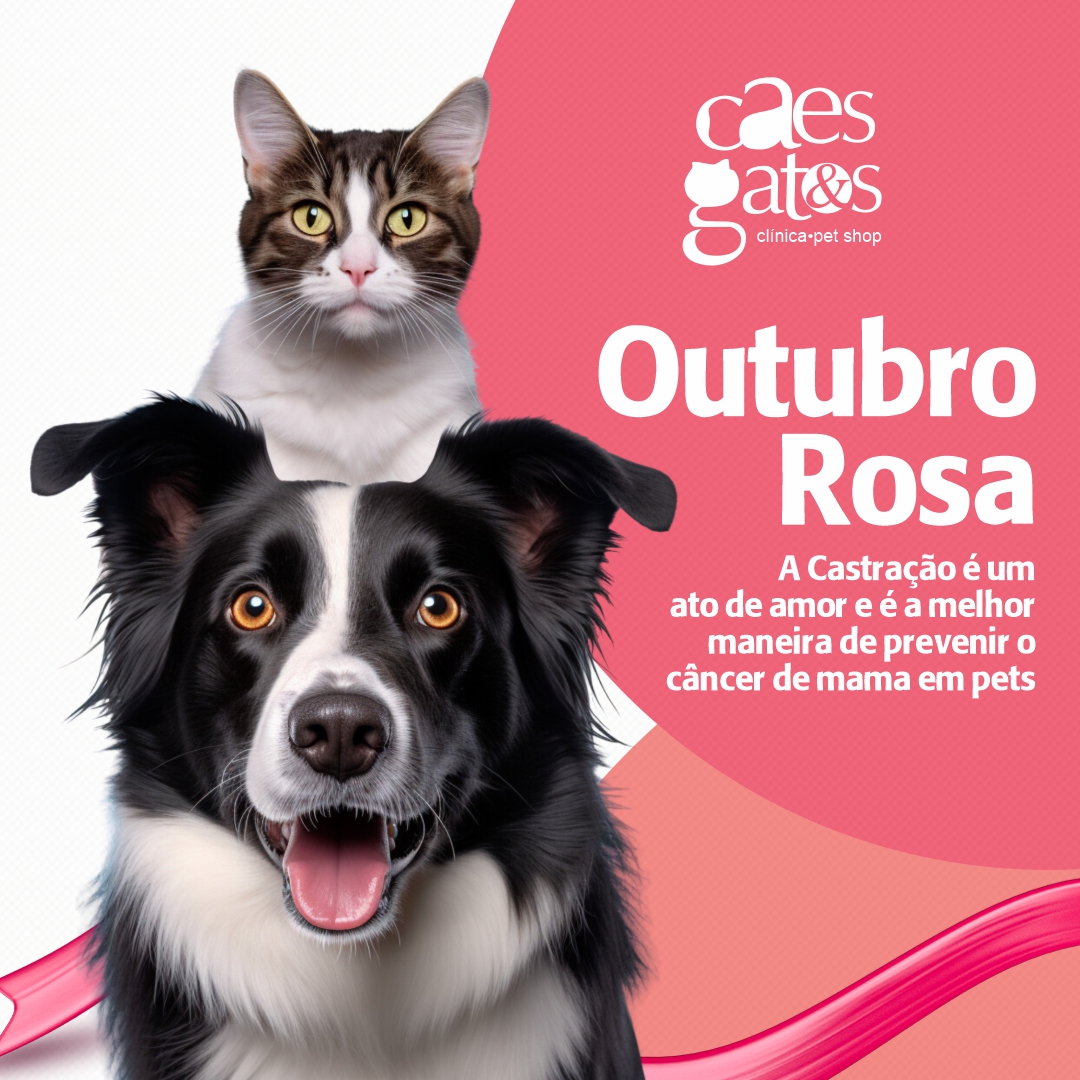 Outubro Rosa | Castração é a melhor maneira de prevenir o câncer de mama em pets