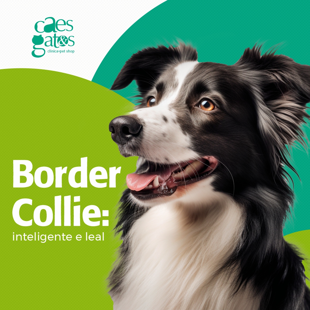 Border Collie: Inteligente e Leal