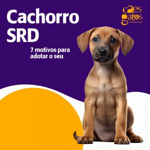 Cachorro SRD | 7 motivos para adotar o seu