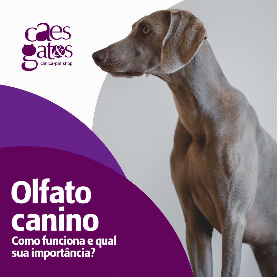 Olfato Canino: Como funciona e qual a sua importância