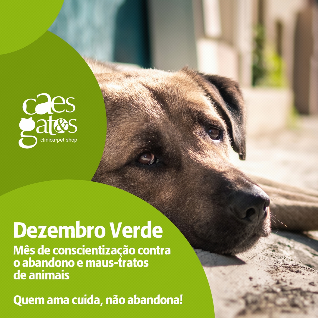 Dezembro Verde: Mês de conscientização contra o abandono e maus-tratos de animais