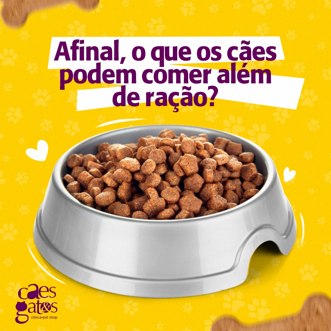 Afinal, o que os cães podem comer além da ração?