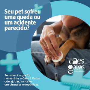 Seu pet sofreu uma queda ou acidente parecido? | Cães e Gatos