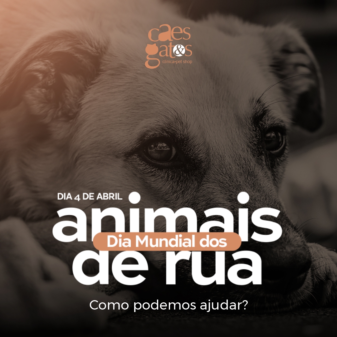 04/04 – Dia Mundial dos Animais de Rua: Como podemos ajudar?