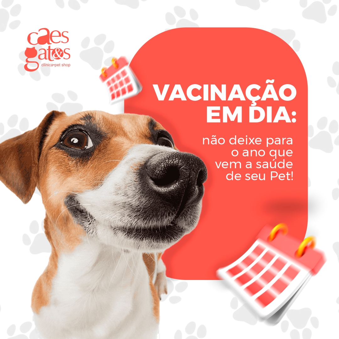 Vacinação em dia: Não deixe para o ano que vem a saúde de seu pet!