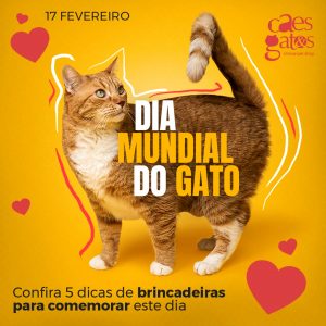 17/02 | Dia Mundial do Gato | Confira 5 dicas de brincadeiras para comemorar este dia