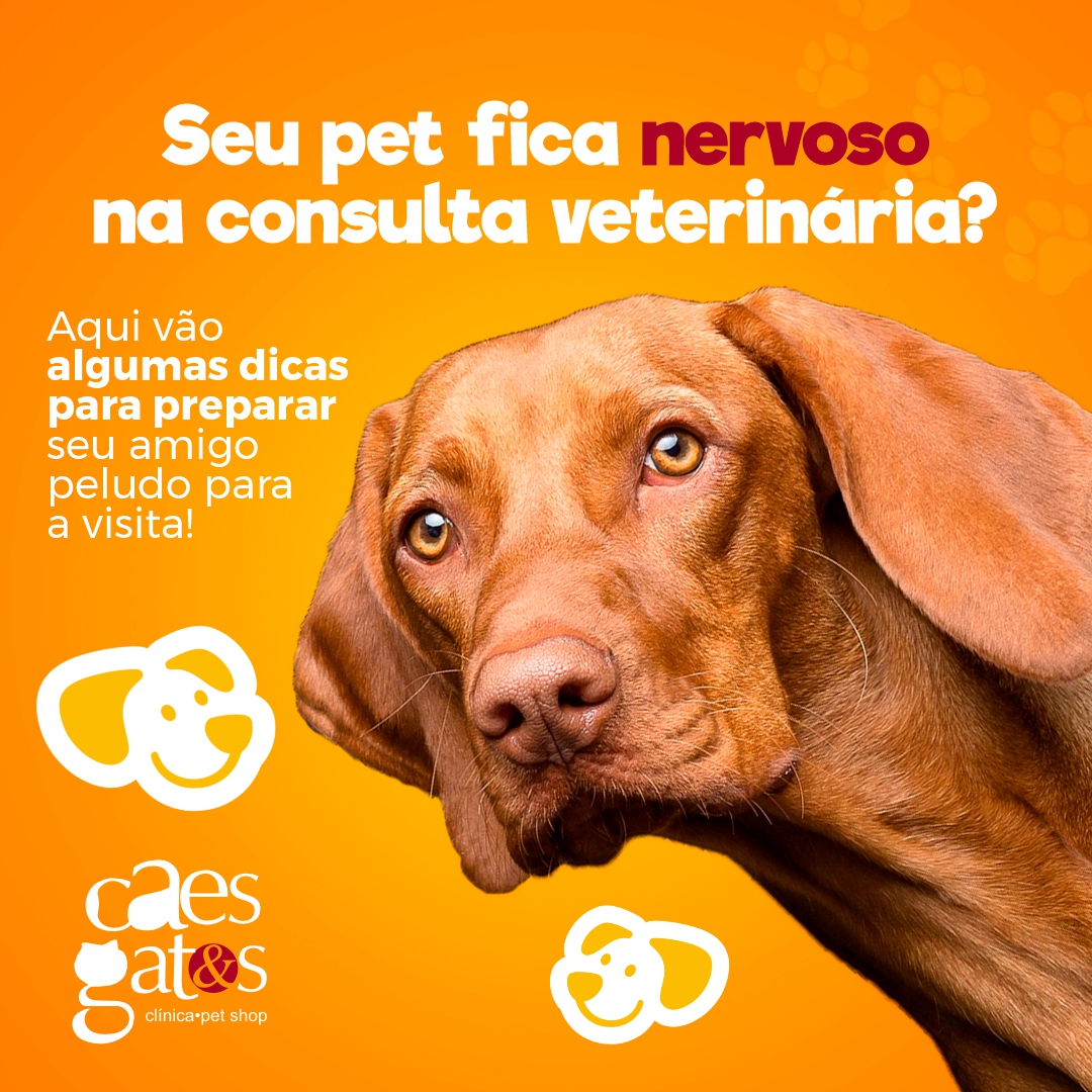 Seu pet fica nervoso na consulta veterinária?