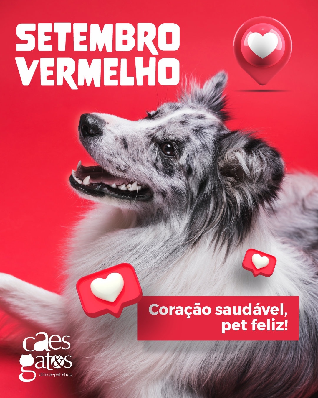 Setembro vermelho | Coração saudável, pet feliz!