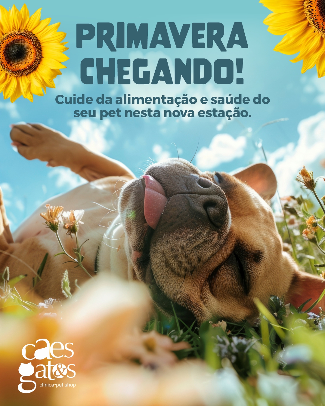Primavera chegando! Cuide da alimentação e saúde do pet nesta nova estação