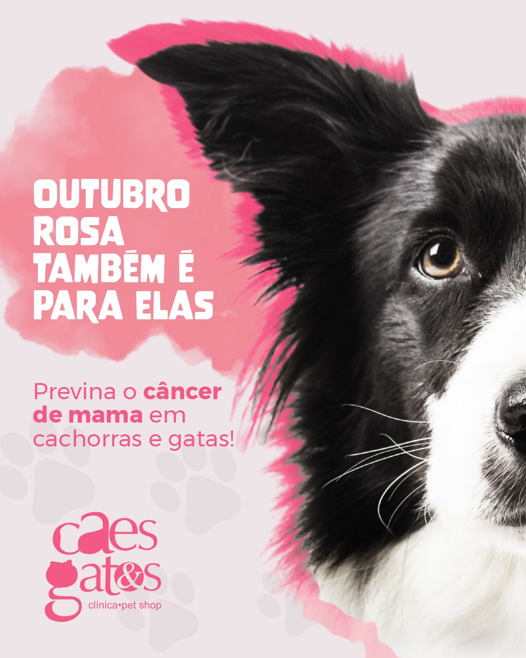 Outubro Rosa também é para elas | Clínica Cães e Gatos