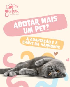 Adotar mais um pet? A adaptação é a chave da harmonia!