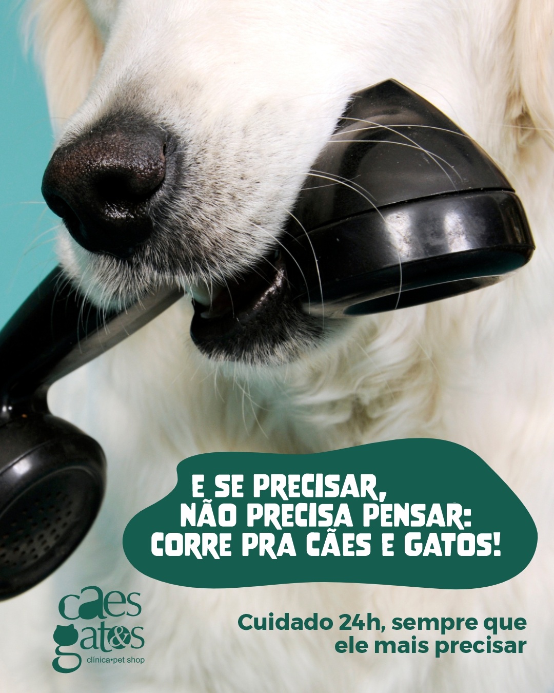 E se precisar, não precisa pensar: corre pra Cães e Gatos