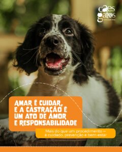 Castração é um ato de amor e responsabilidade | Clínica Cães e Gatos
