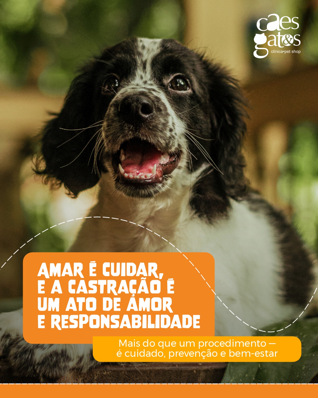 Castração é um ato de amor e responsabilidade | Clínica Cães e Gatos