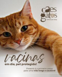 Vacinas em dia, pet protegido | Clínica Cães e Gatos