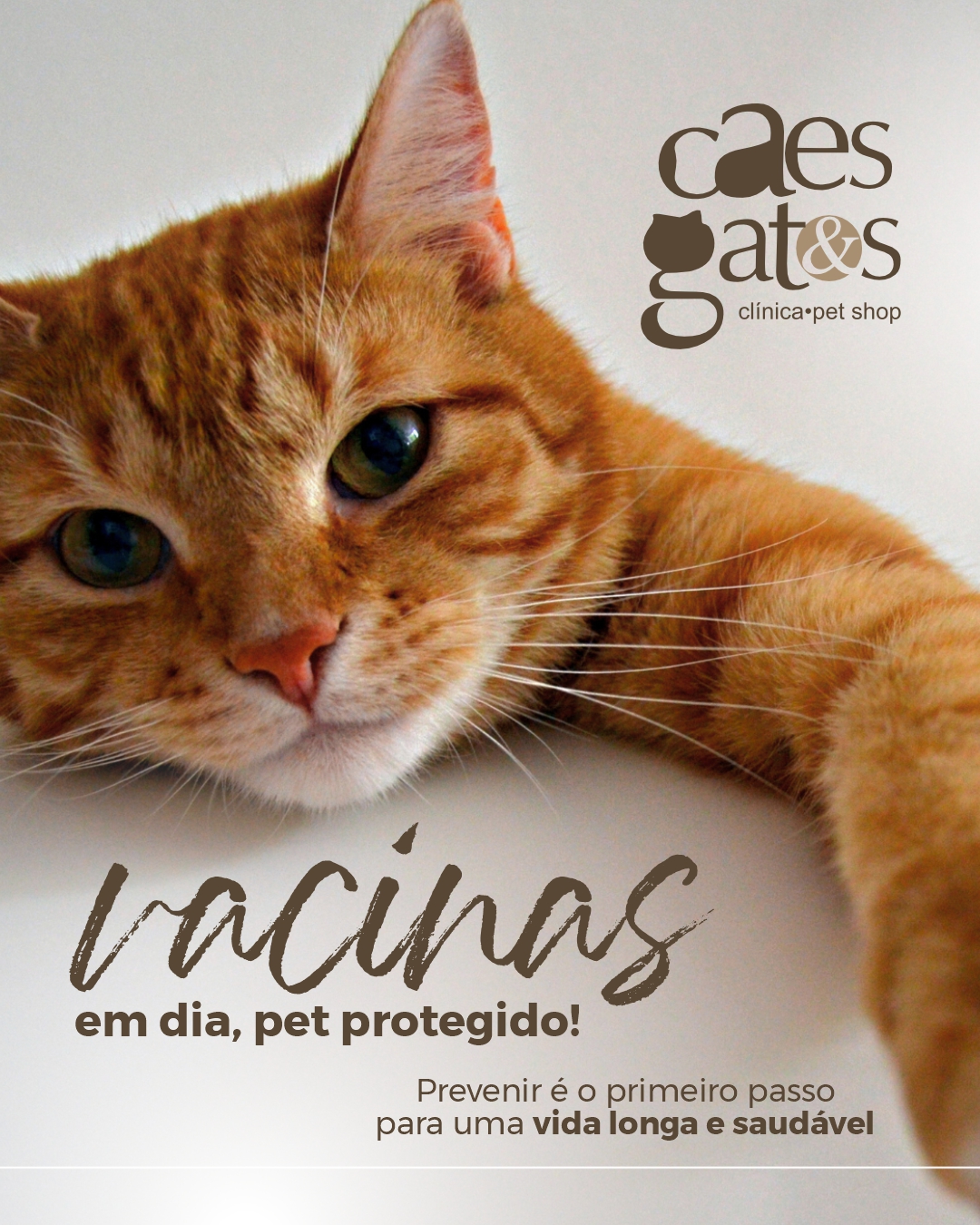 Vacinas em dia, pet protegido | Clínica Cães e Gatos