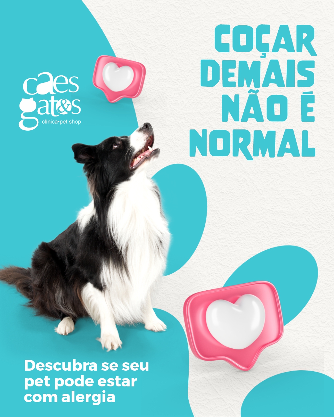 Coçar demais não é normal | Clínica Cães e Gatos