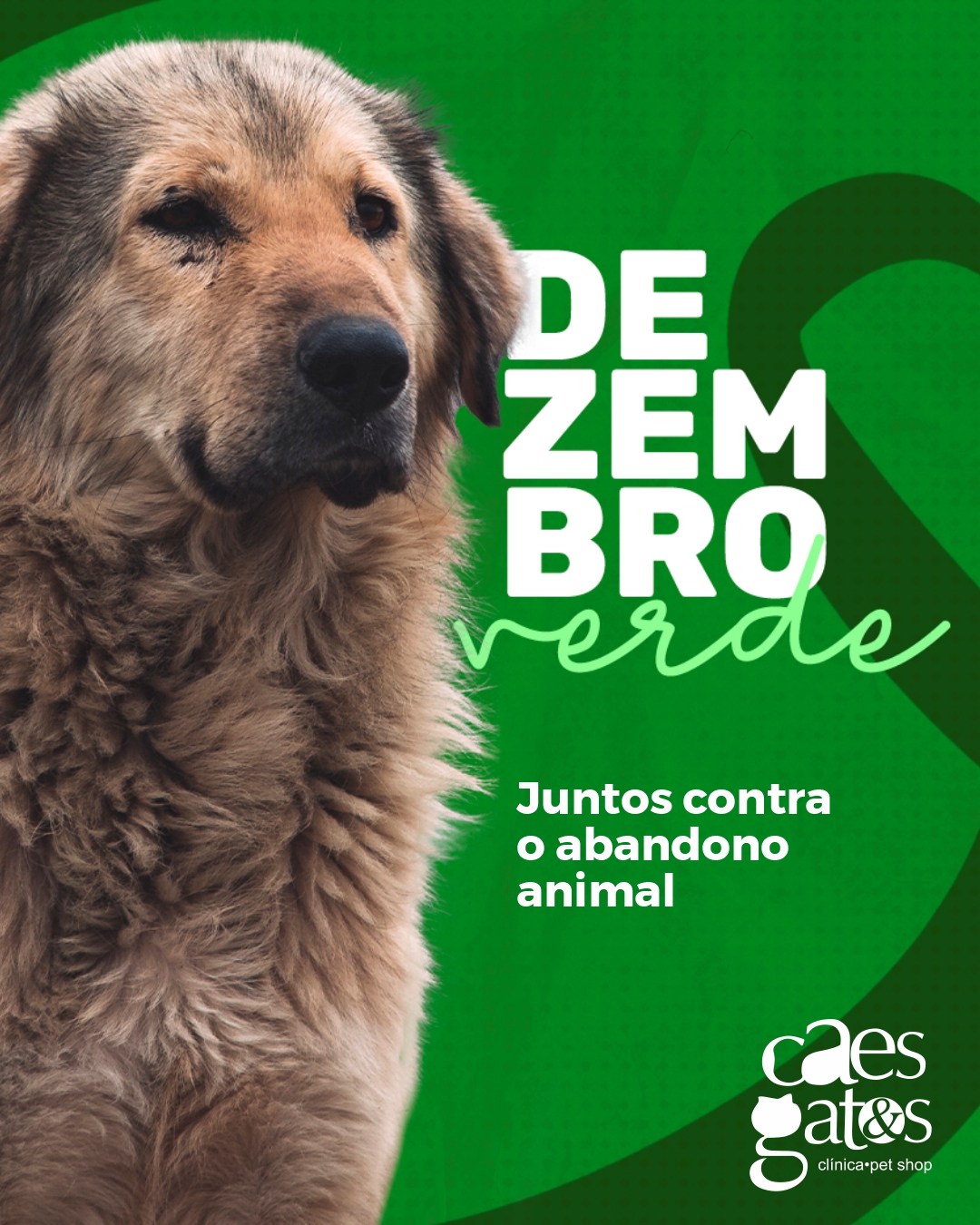 Dezembro verde | Juntos contra o abandono animal