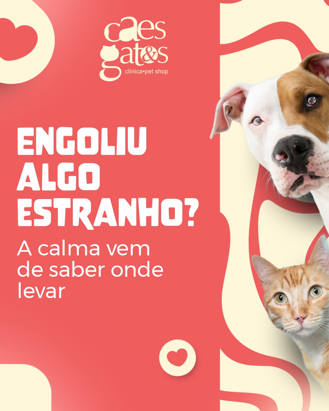 Engoliu algo estranho? A calma vem de saber onde levar | Clínica Cães e Gatos