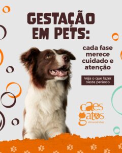 Gestação em pets: cada fase merece cuidado e atenção