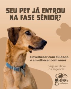 Seu pet já entrou na fase sênior | Envelhecer com cuidado é envelhecer com amor