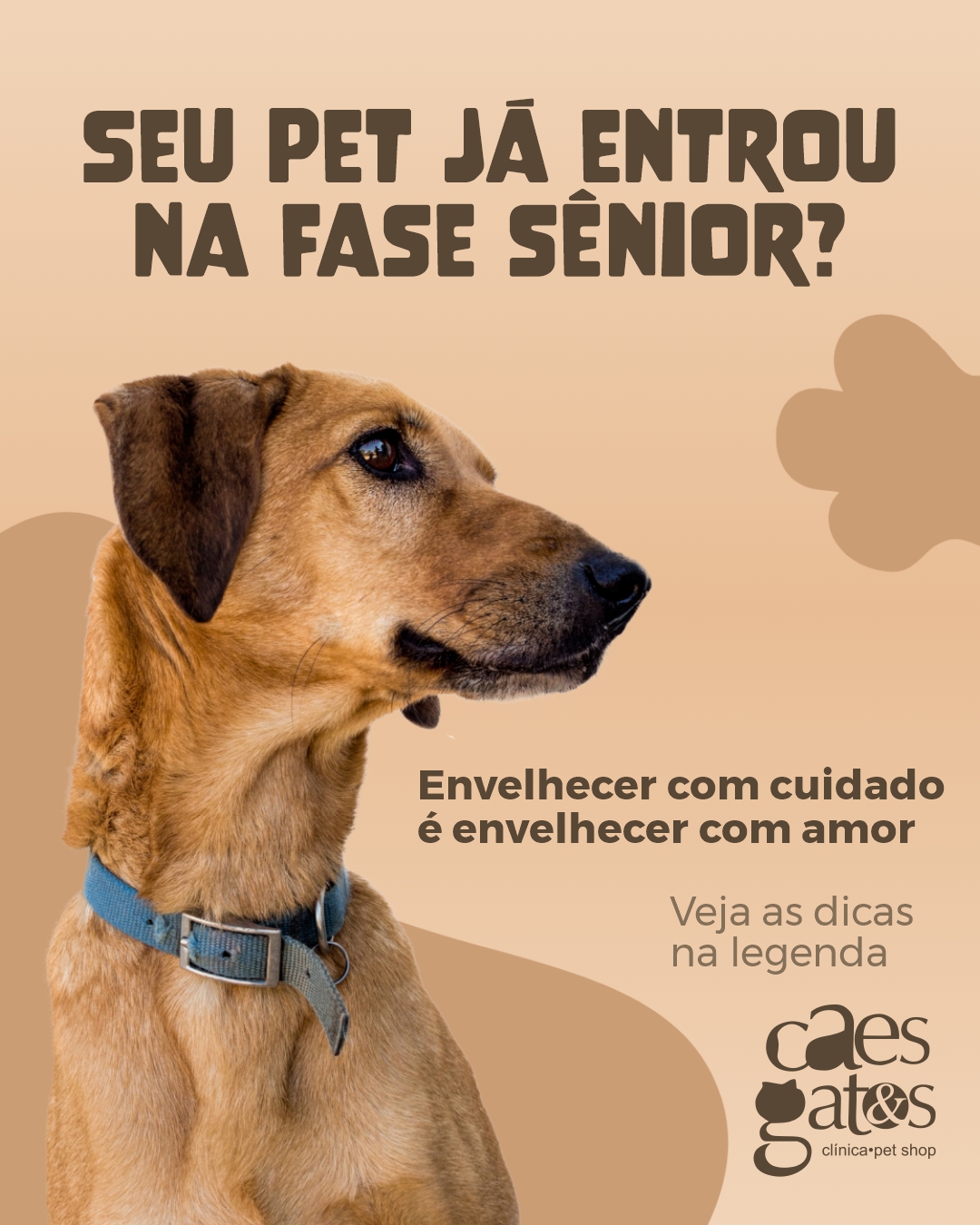 Seu pet já entrou na fase sênior | Envelhecer com cuidado é envelhecer com amor