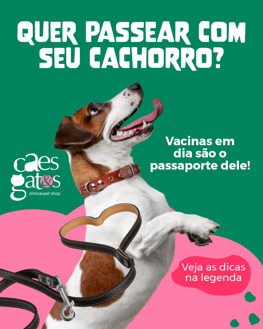 Quer passear com seu cachorro? Vacinas em dia são o transporte dele