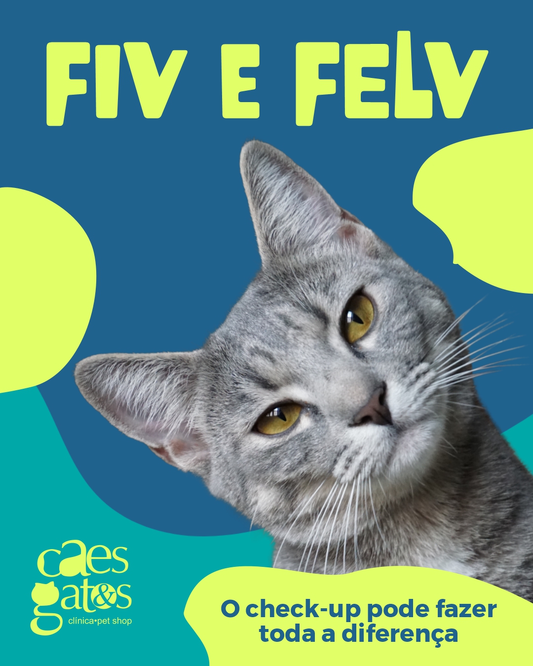 FIV e FELV | O check-up pode fazer toda a diferença