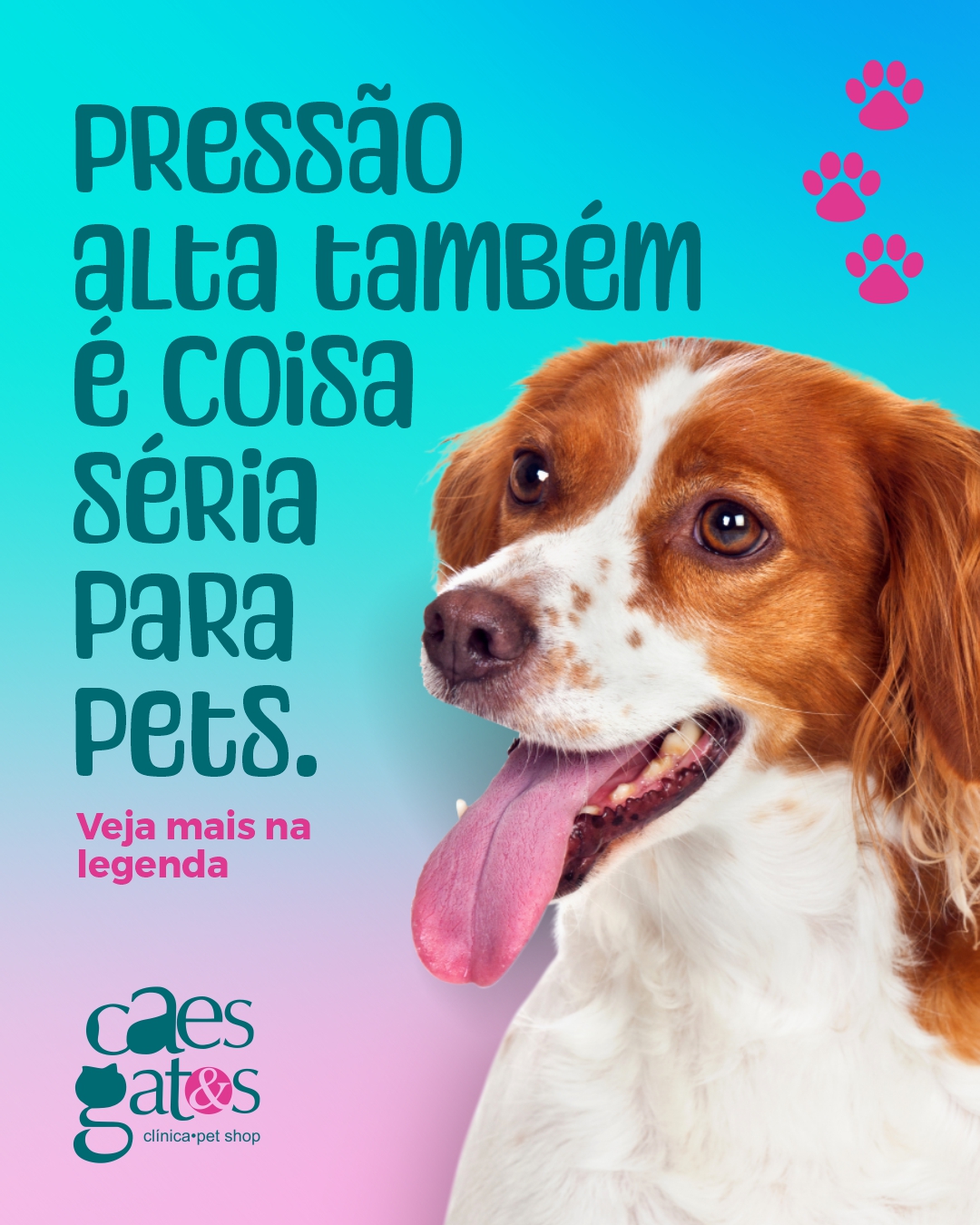 Pressão alta também é coisa séria para pets