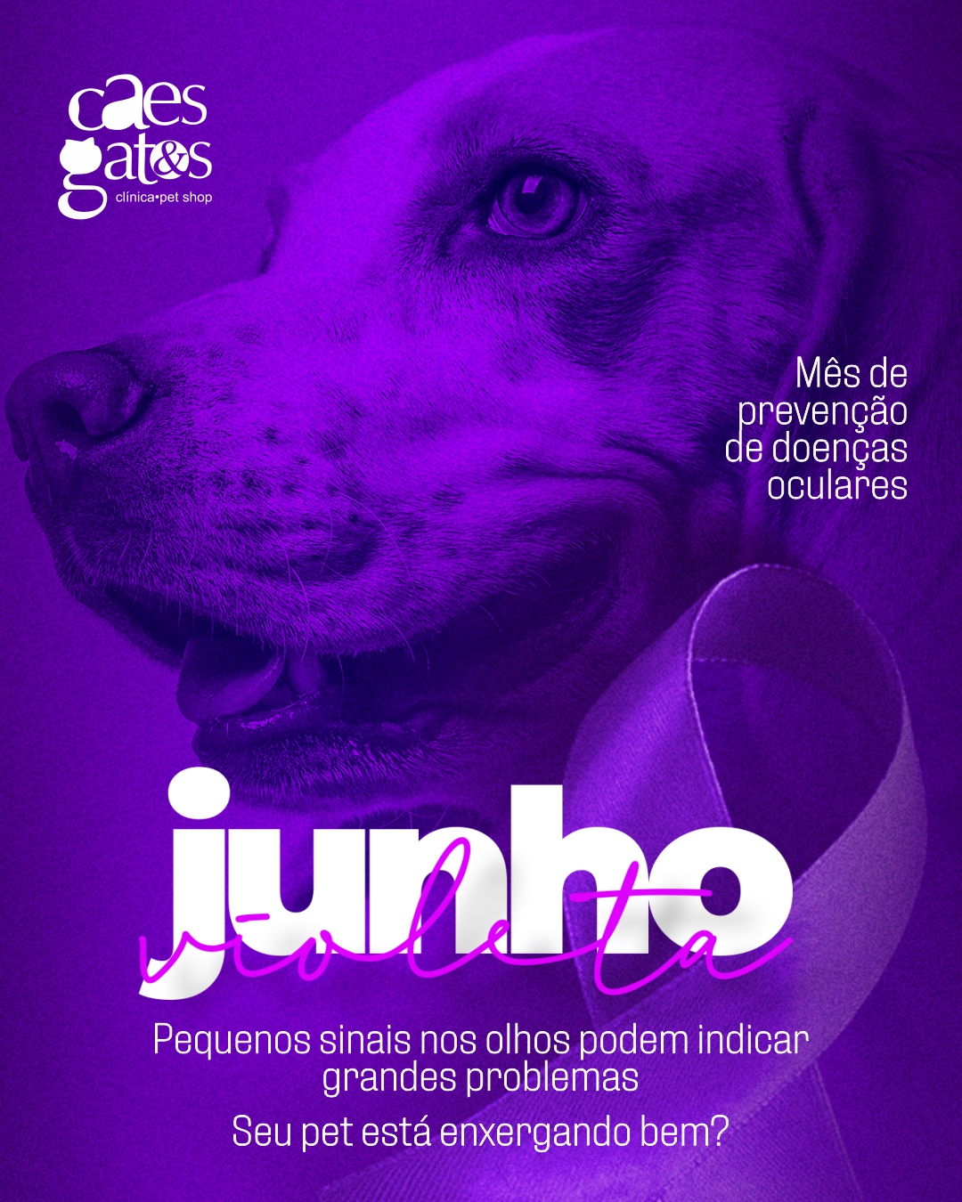 Junho Violeta | Seu pet está enxergando bem?