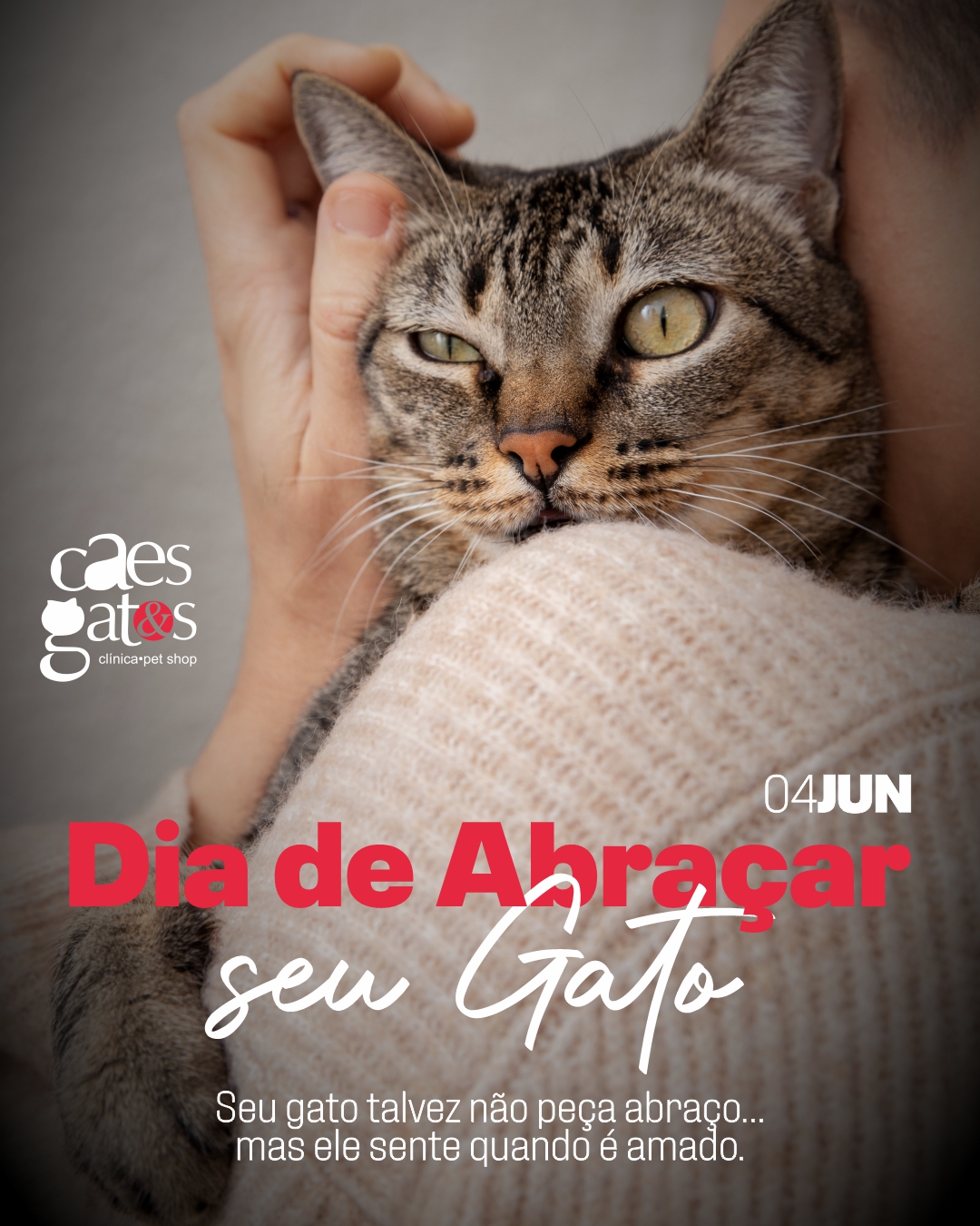 Dia de abraçar seu gato | 04/06